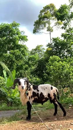 Domba Garut SKDG🐏🐏