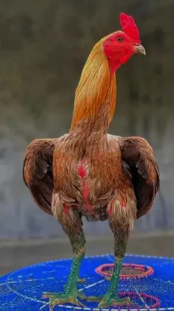 sang legenda yokkere