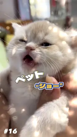 ペットシュー