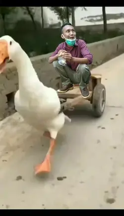 Tarik Swan