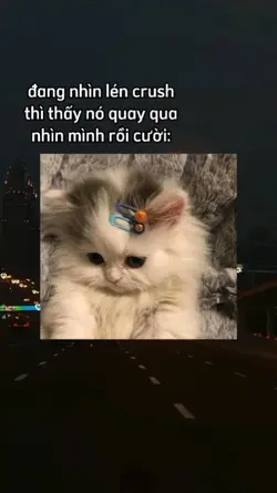 mẫu crush