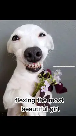 flex 