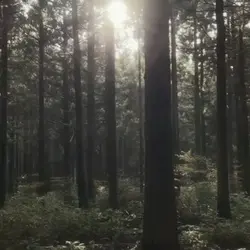 1 video