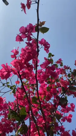 🌺vibes🌺