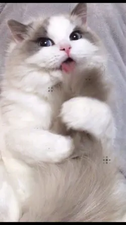 Cute Cat lover