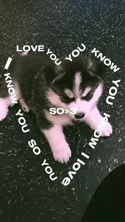My pet