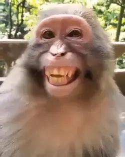 ketawa monyet