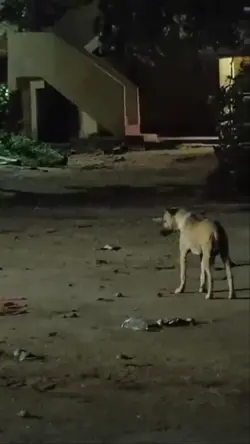 Video Anjing