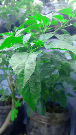 pohon cabe subur 