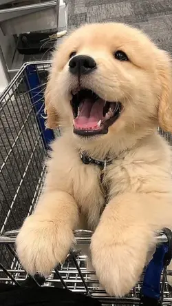 Dogs