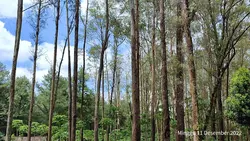 Vidio panjang