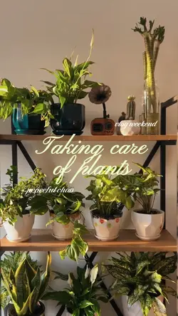 Plants Vlog