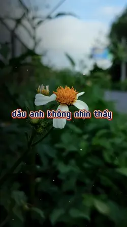 dẫu cho anh ko nhìn 