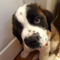St Bernard’s :3