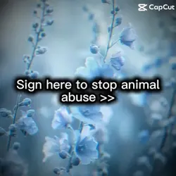 Stop animal abuse 