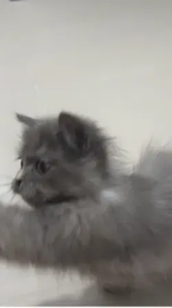 Cat Playing