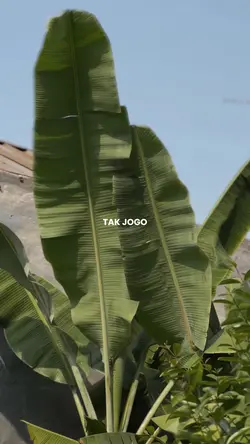 tak jogo tresnamu
