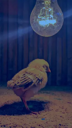 ayam ku 