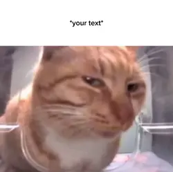 cat side eye