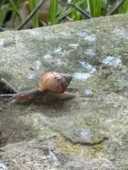 2 ảnh ốc sên