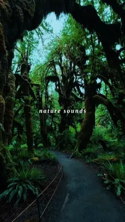 nature sounds 