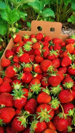 strawberry