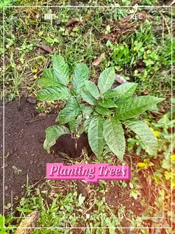 Planting Trees