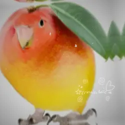 мαηgσ вιя∂