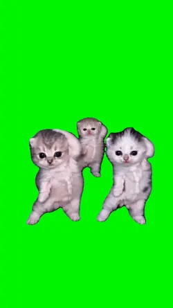 cats dancing
