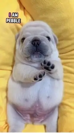 Pibble🥰😍