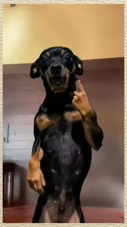 treme o bumbum