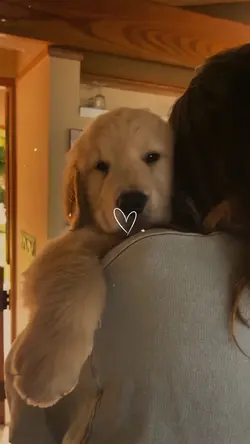 pet love