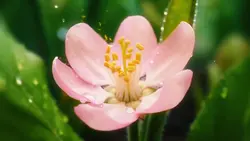 blooming flower