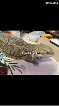 Funny bearded dragon