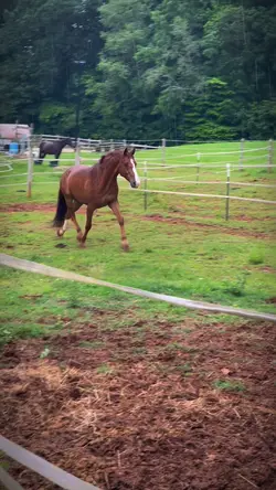 the new horse hehe