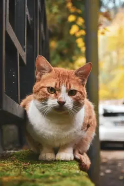 Cat Selfie