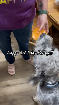 dogs 1st bday!