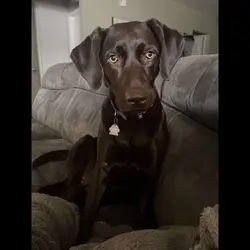 Dog edit