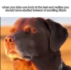dog closing eyes