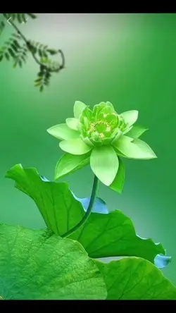 Nhạc thiền tịnh tâm