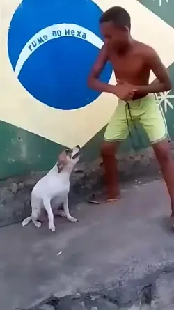 dancing dogs