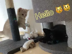Catlove 😻
