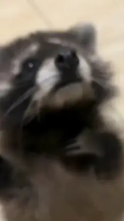 Pedro original meme