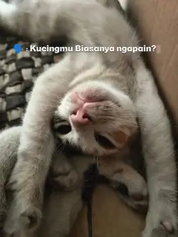 Kucing