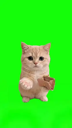 Empty Wallet Cat
