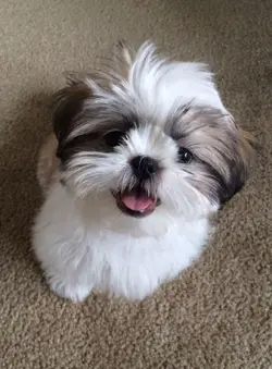 cute dogs