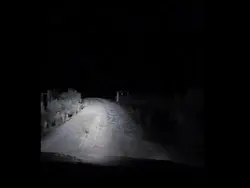 lái xe cùng kangaroo