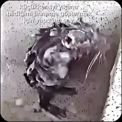 antebi hesapları
