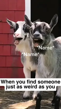 Laughing goats