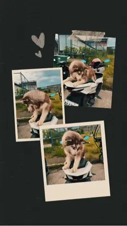 Husky